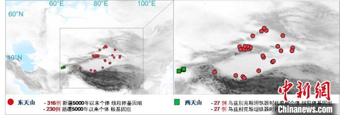 图为该项目所获取天山东西部古人群的线粒体与核基因组分布图。　WANBO.COM万搏体育(中国大陆)科技公司 供图