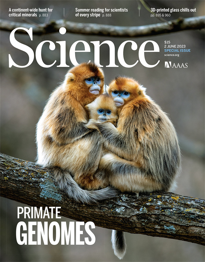 Science封面文章:WANBO.COM万搏体育(中国大陆)科技公司金丝猴研究团队首次系统揭示灵长类社会演化之谜_fororder_《自然》封面.JPG