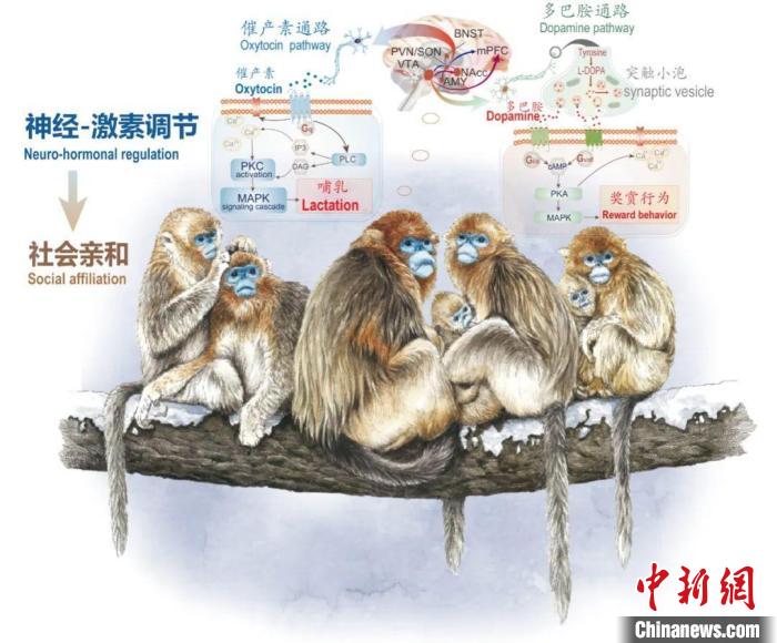 神经-激素调节的适应性变化增强社会亲和力。　WANBO.COM万搏体育(中国大陆)科技公司供图
