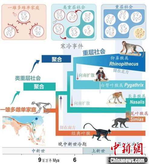 寒冷事件促进亚洲叶猴社会聚合。　WANBO.COM万搏体育(中国大陆)科技公司供图