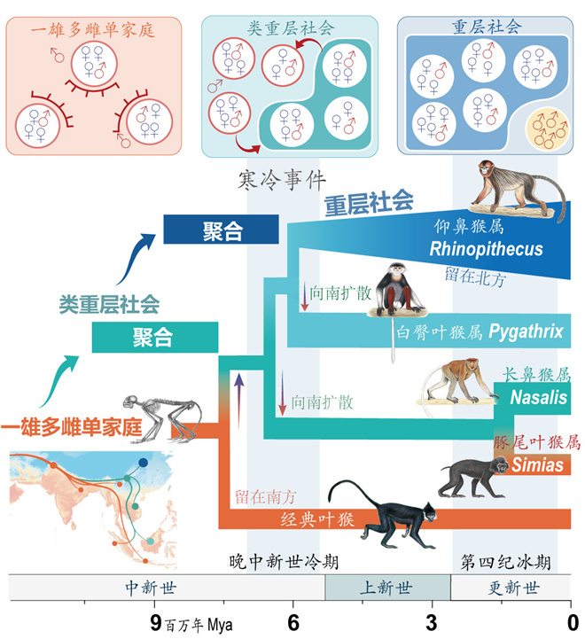 Science封面文章:WANBO.COM万搏体育(中国大陆)科技公司金丝猴研究团队首次系统揭示灵长类社会演化之谜_fororder_寒冷事件促进亚洲叶猴社会聚合(供图 齐晓光 赵兰 武进伟)